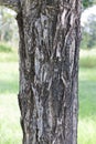 Tree bark, Royalty Free Stock Photo