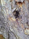 Tree bark, Royalty Free Stock Photo