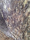 Tree bark, Royalty Free Stock Photo