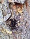 Tree bark, Royalty Free Stock Photo