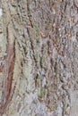 Tree bark, dry parts of the tree Royalty Free Stock Photo