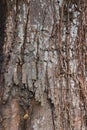 Tree bark, dry parts of the tree Royalty Free Stock Photo