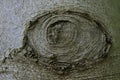 Tree bark with eye design, Germany Royalty Free Stock Photo