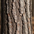 Of a tree bark featuring rough textured surface with dark gray and Royalty Free Stock Photo