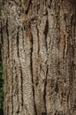 Tree bark forming a singular background in a park of Madrid