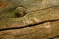 Tree bark gap wood wooden moss knot