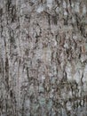 tree bark with a grayish white color. This tree is very sturdy and large wood, dry, leaf, photography, nature Royalty Free Stock Photo