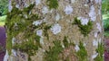 Tree bark green brown lichen gnarled weathered landscape wide tree width