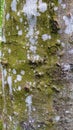 Tree bark green brown lichen gnarled weathered portrait