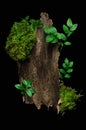 Tree bark with green foliage and moss. Weathered trunk piece with apple and ficus leaves isolated on black background. Environment