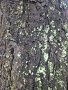 Tree Bark with Green Lichen Close-up Royalty Free Stock Photo