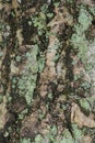 Tree bark with green mold spores grunge background texture Royalty Free Stock Photo