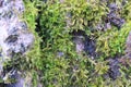 Tree bark. Green moss. Royalty Free Stock Photo