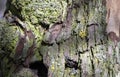 Tree bark with green moss background. Nature texture.