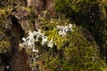 Tree bark with green moss and lichens Royalty Free Stock Photo