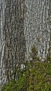 Tree bark and green moss texture. Close up shot Royalty Free Stock Photo