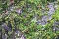 Tree bark. Green moss. Royalty Free Stock Photo