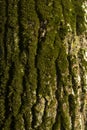 Tree bark. Green moss on tree. Birch in woods Royalty Free Stock Photo