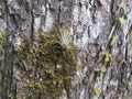 Tree bark with green plants and vine in Puerto Rico Royalty Free Stock Photo