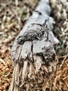 Tree bark ground fallen wood Royalty Free Stock Photo
