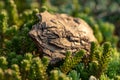 Tree bark on the ground. Mulch wood bark