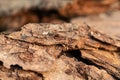 Tree bark on the ground. Mulch wood bark Royalty Free Stock Photo