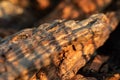 Tree bark on the ground. Mulch wood bark