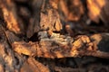 Tree bark on the ground. Mulch wood bark Royalty Free Stock Photo