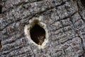 Tree Bark with a Hole from a Woodpecker in It Royalty Free Stock Photo