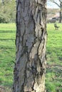 Tree Bark of Horse-Chestnut Aesculus hippocastanum Royalty Free Stock Photo