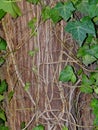 Tree bark with ivy