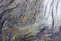 Tree bark and lichen Royalty Free Stock Photo