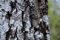 Tree bark with lichens