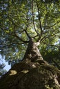 Tree and bark looking up Royalty Free Stock Photo