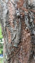 tree bark that looks old and is visited by ant houses