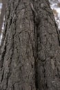 Tree bark macro pine tree in forest trees texture background vertical