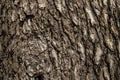 tree bark