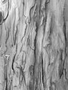 Tree Bark Monochrome Royalty Free Stock Photo