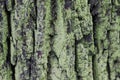 Tree bark with moss 7730