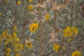 Tree bark with moss close up. Old wood tree bark texture with yellow moss. Royalty Free Stock Photo