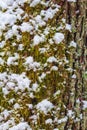 Tree bark and moss covered with snow. Texture, weather background Royalty Free Stock Photo