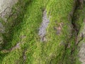 Tree bark in moss. Direction indicator. Powerful root system. Root pattern. Part of a tree