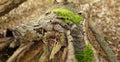 Tree bark with moss Royalty Free Stock Photo