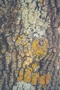 Tree bark with moss and lichen texture. Closeup natural background