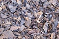 Tree bark mulch texture, outdoor, background, chestnut wood chips for ground bedding in the garden. Royalty Free Stock Photo