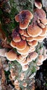 Tree Bark Mushroom Colony Royalty Free Stock Photo