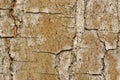 Tree bark Royalty Free Stock Photo