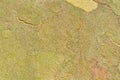Tree bark Royalty Free Stock Photo