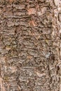 Tree bark