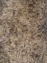 Tree bark Old wood texture Royalty Free Stock Photo